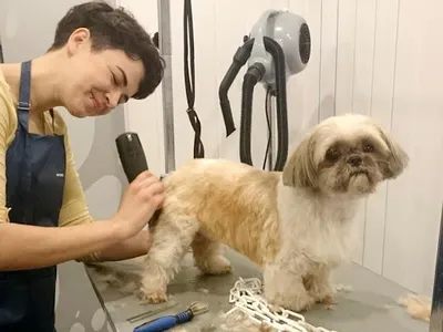 good dog - pielęgnacja i strzyżenie psów